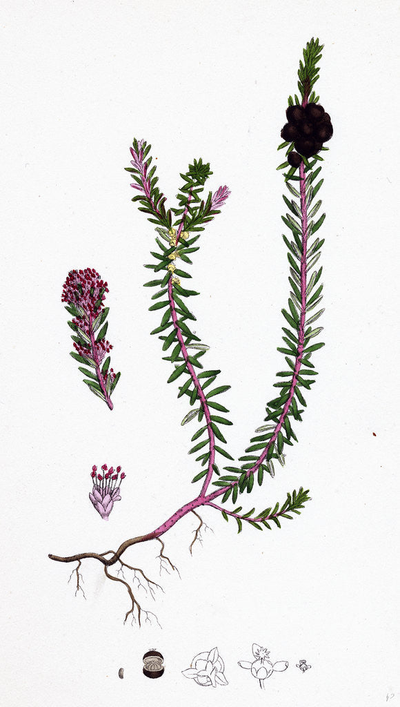 Detail of Empetrum Nigrum Crow-Berry by Anonymous