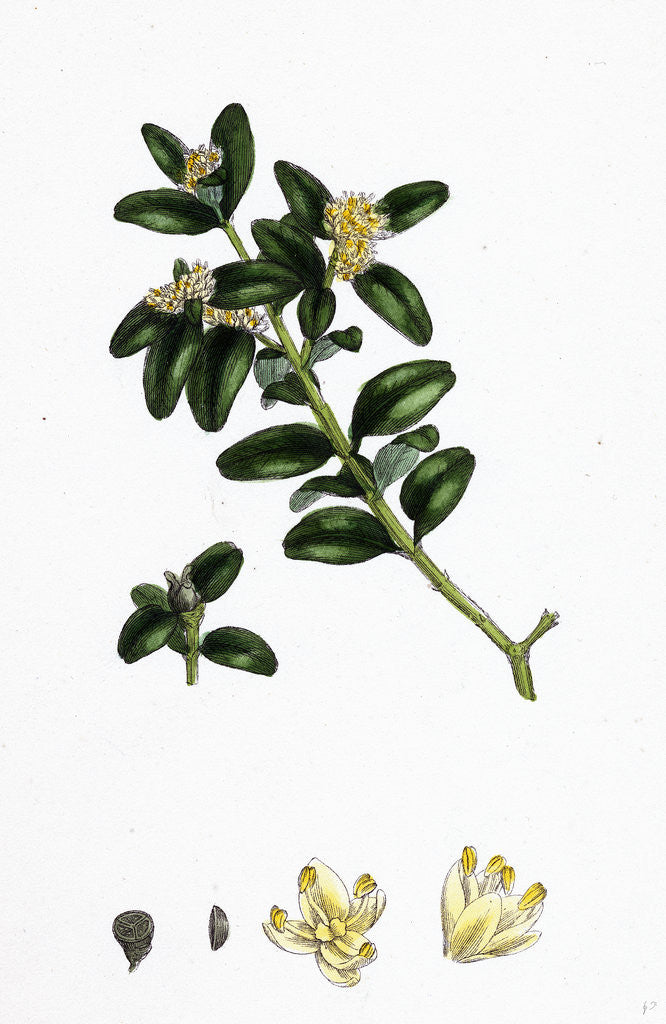 Detail of Buxus Sempervirens Common Box by Anonymous