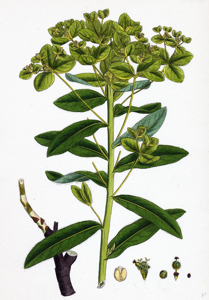 Detail of Euphorbia Pilosa Downy Spurge by Anonymous