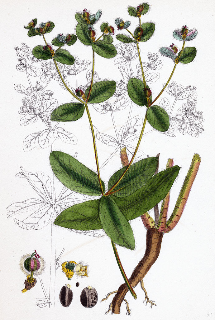 Detail of Euphorbia Coralloides Coral Spurge by Anonymous