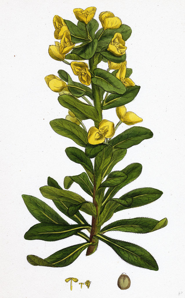 Detail of Euphorbia Amygdaloides Wood Spurge by Anonymous