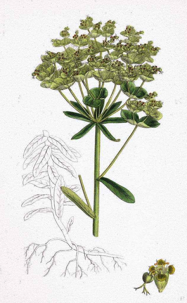 Detail of Euphorbia Esula Leafy-Branched Spurge by Anonymous