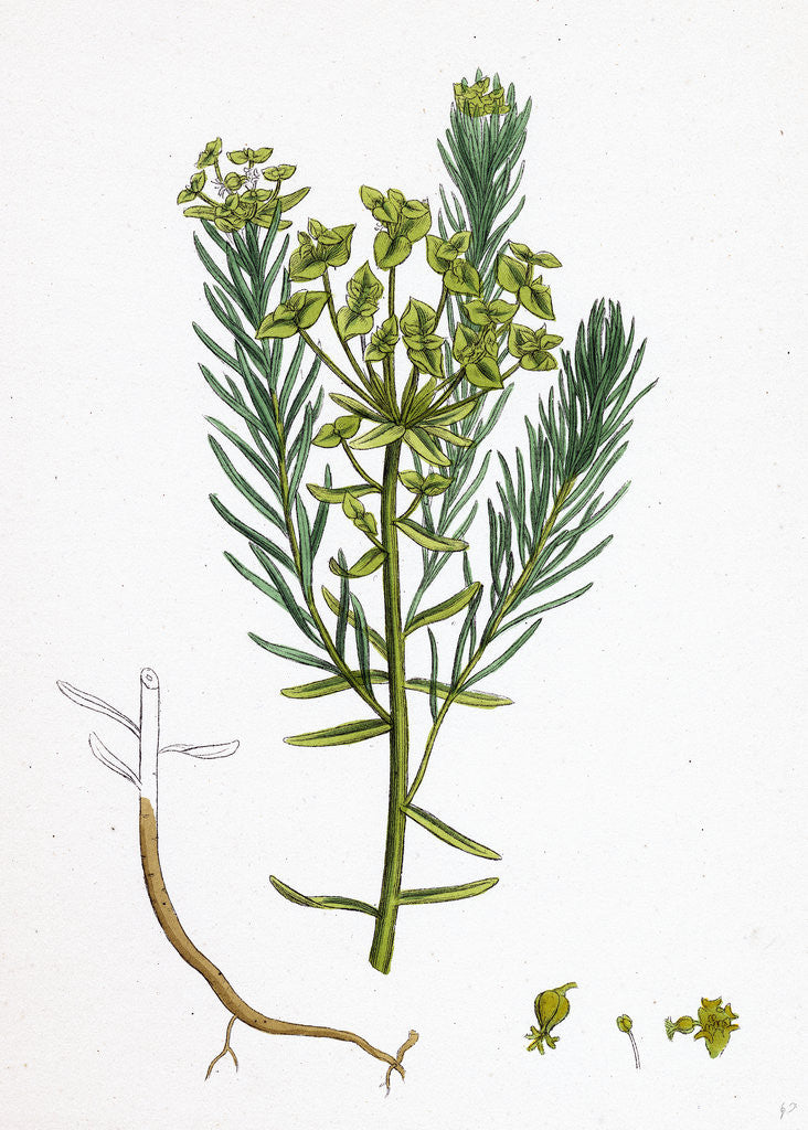 Detail of Euphorbia Cyparissias Cyprus Spurge by Anonymous
