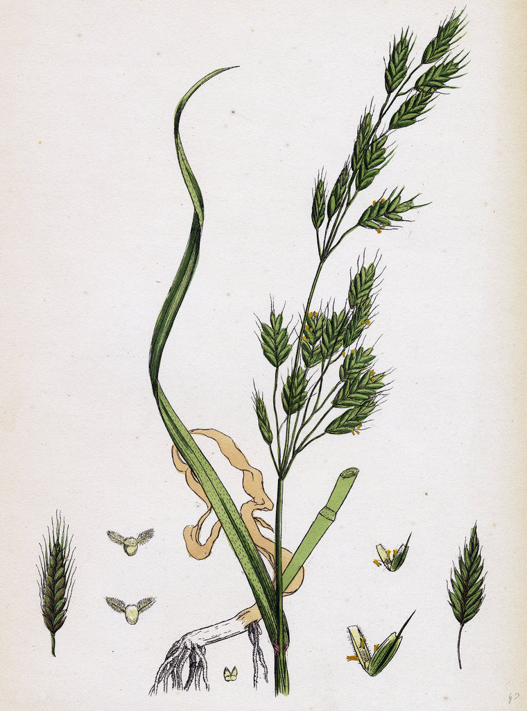 Detail of Bromus Secalinus Var. Genuinus Rye Brome-Grass Var. A. by Anonymous