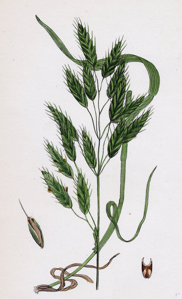 Detail of Bromus Secalinus Var. Velutinus Rye Brome-Grass Var. B. by Anonymous