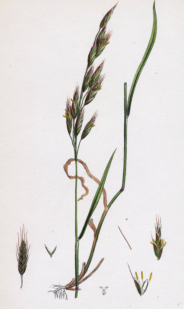 Detail of Bromus Commutatus Confused Brome-Grass- by Anonymous