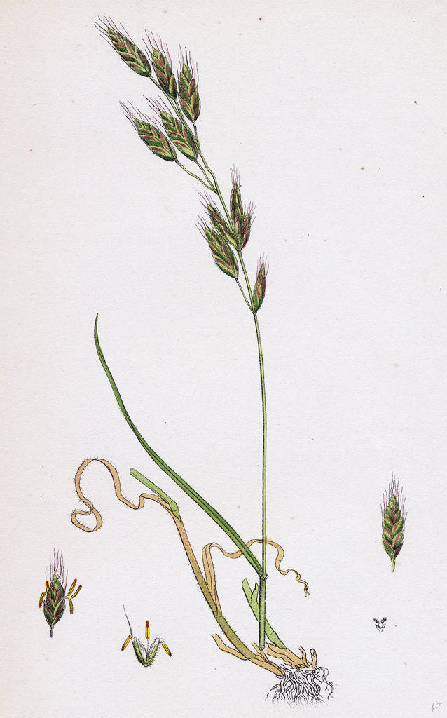 Detail of Bromus Racemosus Racemose Brome-Grass by Anonymous