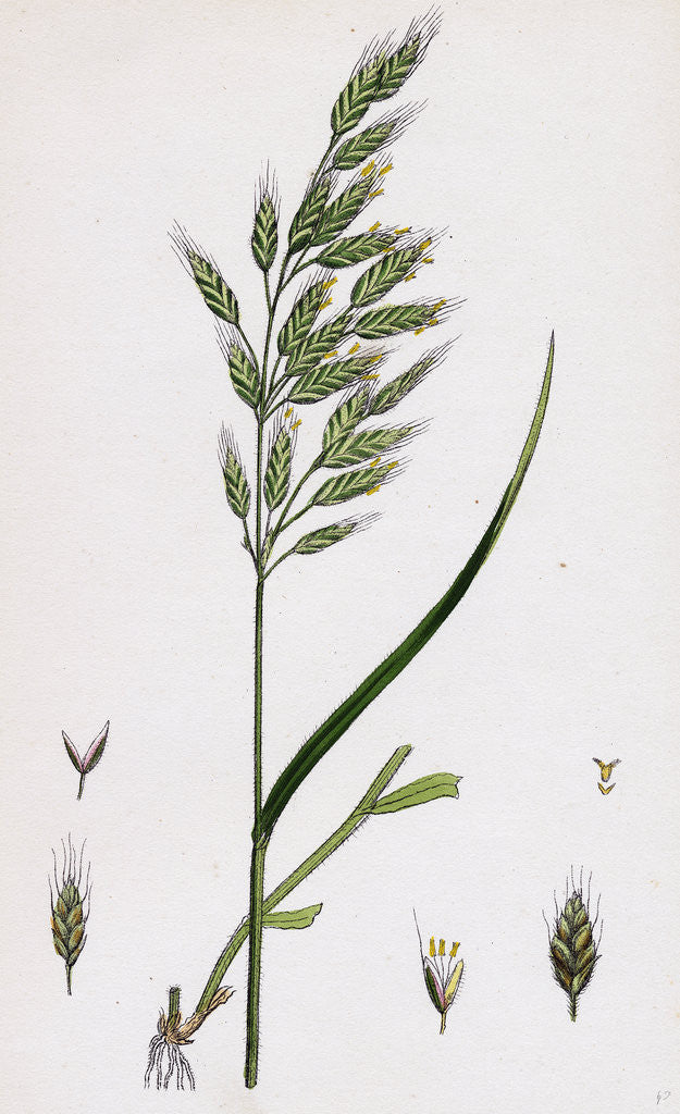 Detail of Bromus Mollis Var. Genuinus Soft Brome-Grass Var. A. by Anonymous