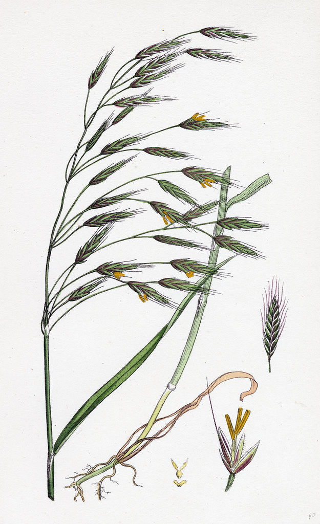 Detail of Bromus Arvensis Field Brome-Grass by Anonymous