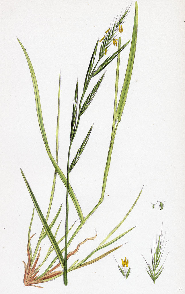 Detail of Brachypodium Sylvaticum Wood False-Brome-Grass by Anonymous