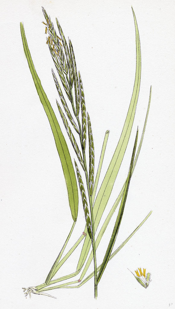 Detail of Brachypodium Pinnatum Barren False-Brome-Grass by Anonymous