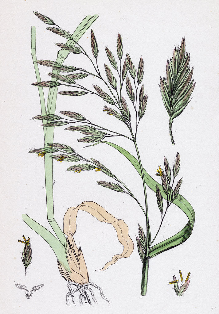 Detail of Festuca Elatior Var. Genuina Tall Fescue-Grass Var. A. by Anonymous