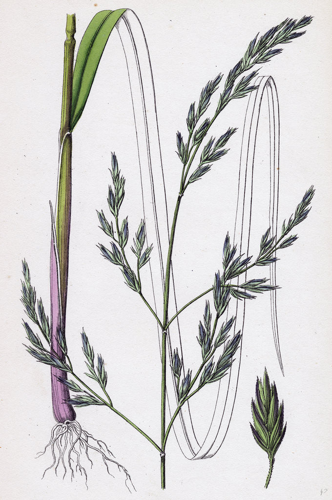 Detail of Festuca Elatior Var. Arundinacea Tall Fescue-Grass Var. B. by Anonymous