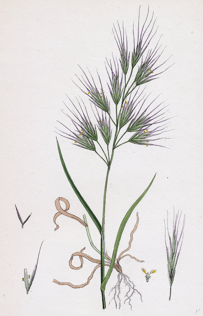 Detail of Bromus Madritensis Upright Annual Brome-Grass by Anonymous