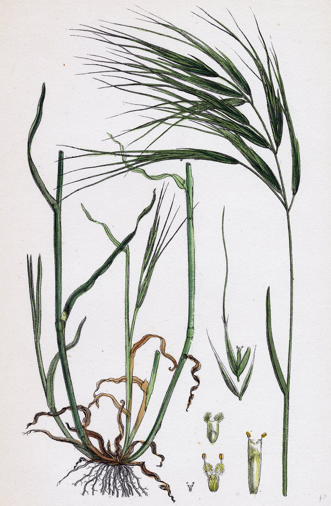 Detail of Bromus Maximus Great Brome-Grass by Anonymous