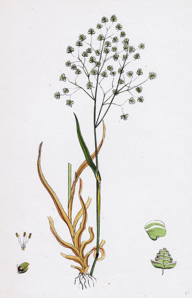 Detail of Briza Minor Small Quaking-Grass by Anonymous
