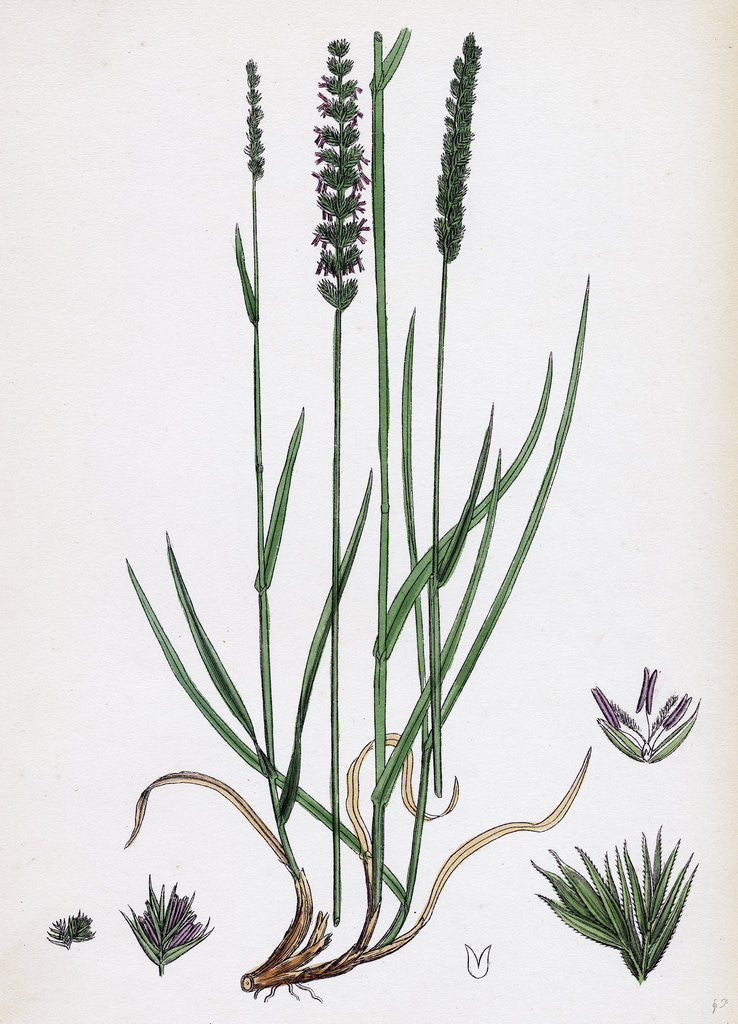 Detail of Cynosurus Cristatus Crested Dog's-Tail-Grass by Anonymous