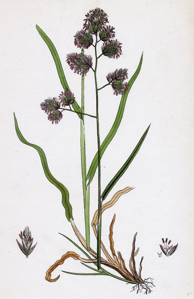 Detail of Dactylis Glomerata Rough Cock's-Foot-Grass by Anonymous
