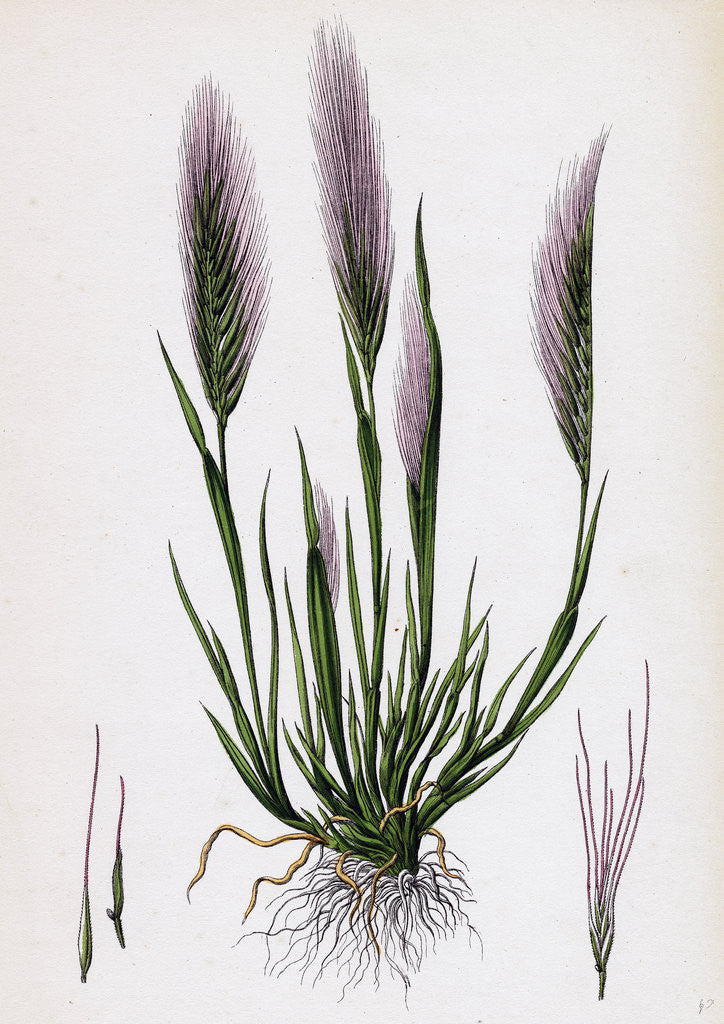 Detail of Festuca Uniglumis Single-Glumed Fescue-Grass by Anonymous