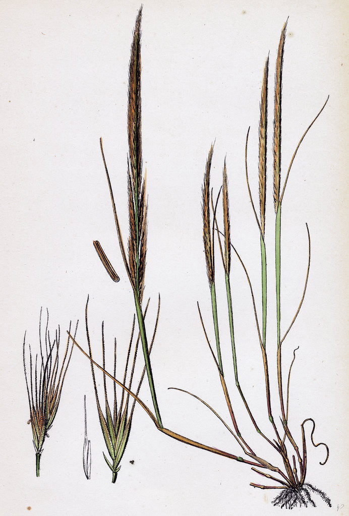 Detail of Festuca Ambigua Ambiguous Fescue-Grass by Anonymous