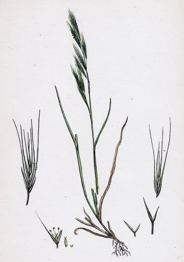 Detail of Festuca Sciuroides Barren Fescue-Grass by Anonymous