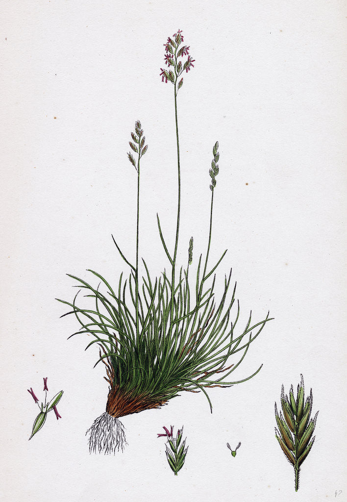 Detail of Festuca Ovina Var. Genuina Sheep's Fescue-Grass Var. A. by Anonymous