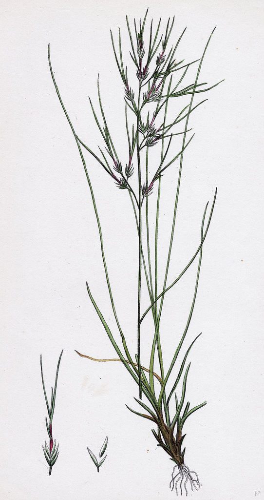 Detail of Festuca Ovina Vivipara Sheep's Fescue-Grass Viviparous Form by Anonymous