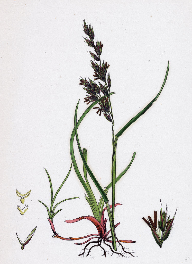 Detail of Festuca Arenaria Creeping Fescue-Grass by Anonymous