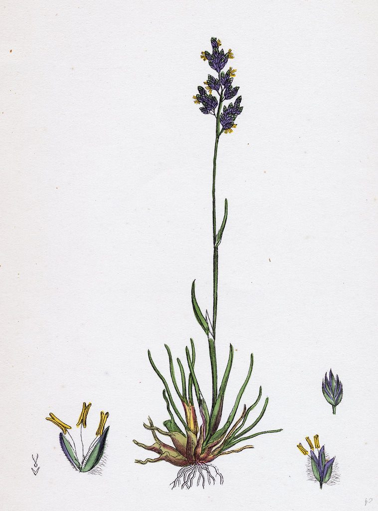 Detail of Poa Bulbosa Bulbous Meadow-Grass by Anonymous