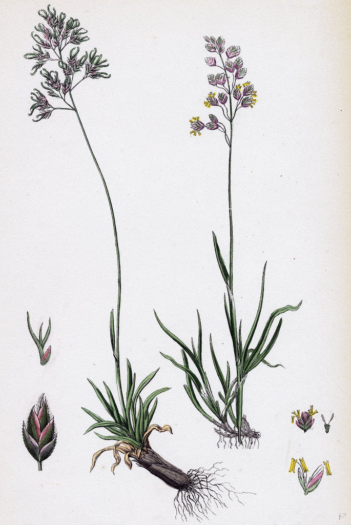 Detail of Poa Alpine Alpine Meadow-Grass by Anonymous