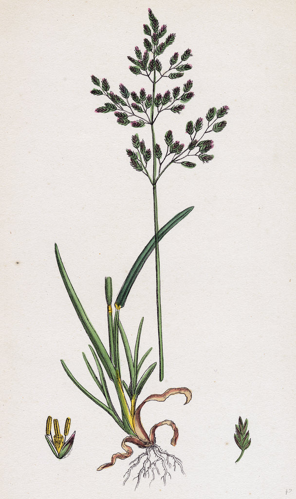 Detail of Poa Caesia Caesious Meadow-Grass by Anonymous