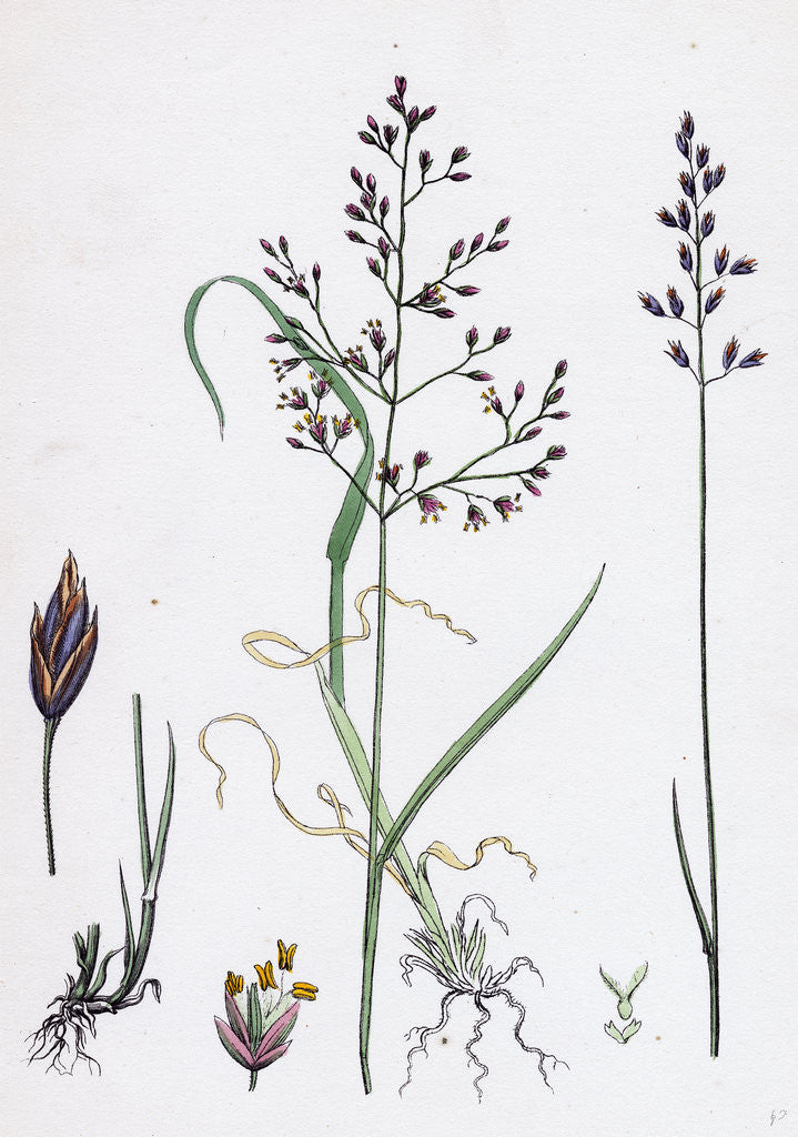 Detail of Poa Dissitiflora Glaucous Meadow-Grass by Anonymous