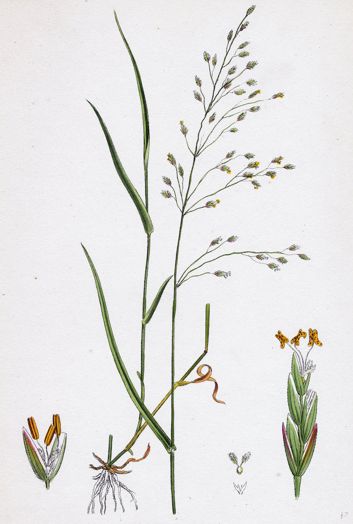 Detail of Poa Nemoralis Var. Genuina Wood Meadow-Grass Var. A. by Anonymous