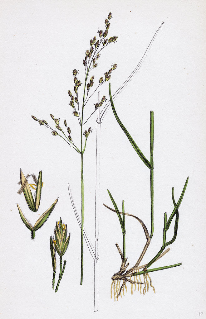 Detail of Poa Nemoralis Var. Parnellii Wood Meadow-Grass Var. E. by Anonymous
