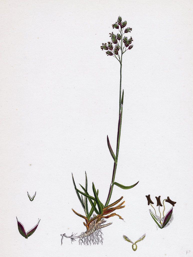 Detail of Poa Pratensis Var. Subcaerulea Smooth Meadow-Grass Var. Y. by Anonymous