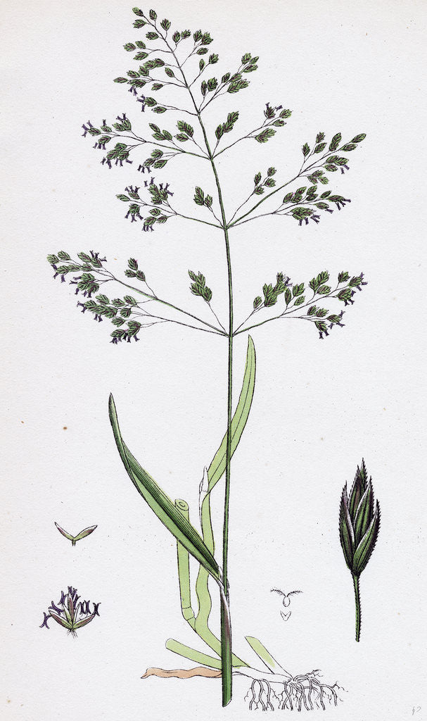 Detail of Poa Trivialis Rough Meadow-Grass by Anonymous
