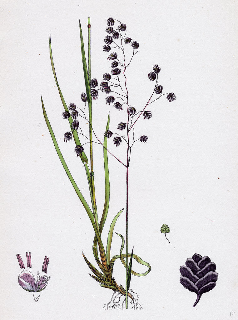 Detail of Briza Media Common Quaking-Grass by Anonymous