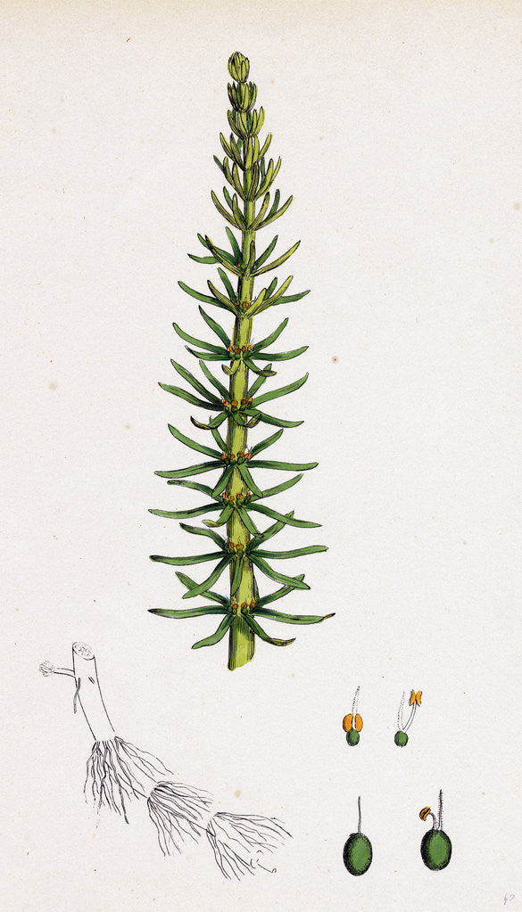 Detail of Hippuris Vulgaris Common Mare's-Tail by Anonymous
