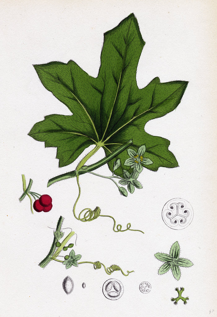 Detail of Bryonia Dioica Red-Berried Bryony by Anonymous