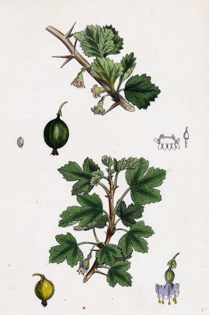Detail of Ribes Grossularia Gooseberry by Anonymous