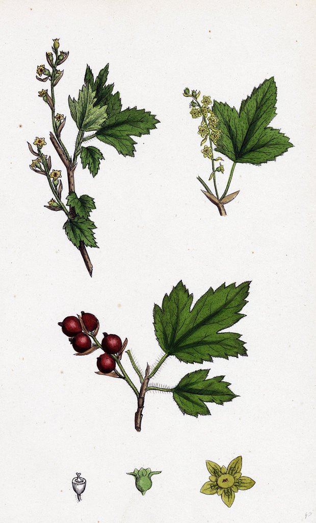 Detail of Ribes Alpinum Tasteless Mountain Currant by Anonymous