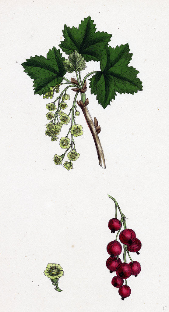 Detail of Ribes Rubrum Var. Sativum Red Currant by Anonymous