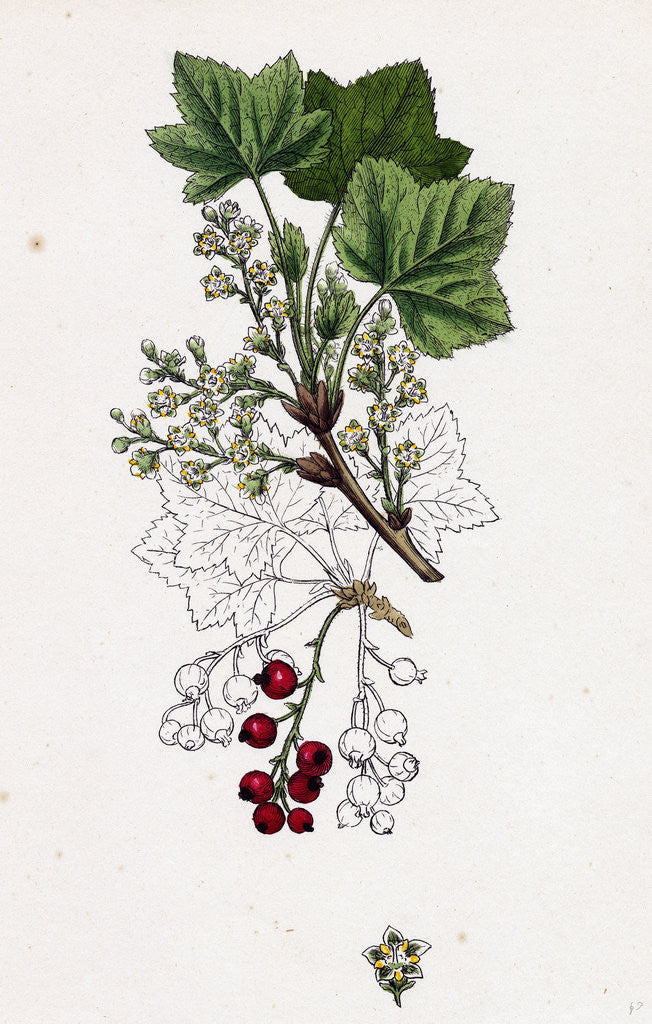 Detail of Ribes Rubrum Var. Smithianum Red Currant Var. Y. by Anonymous