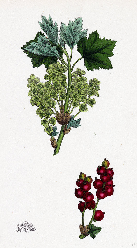 Detail of Ribes Rubrum Var. Spicatum Red Currant Var. D. by Anonymous