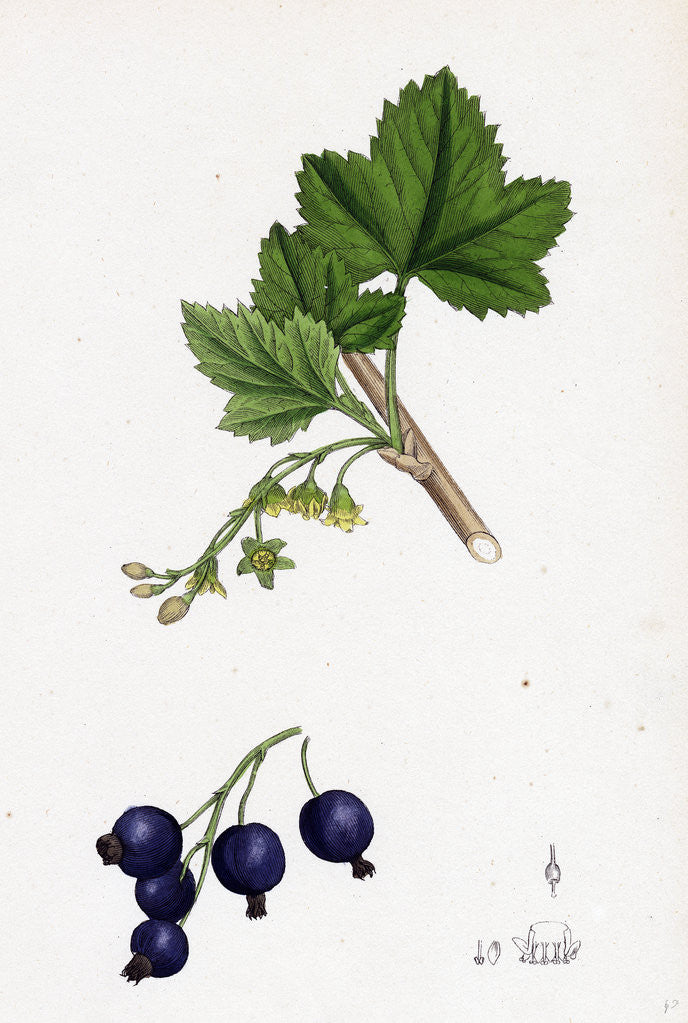 Detail of Ribes Nigrum Black Currant by Anonymous