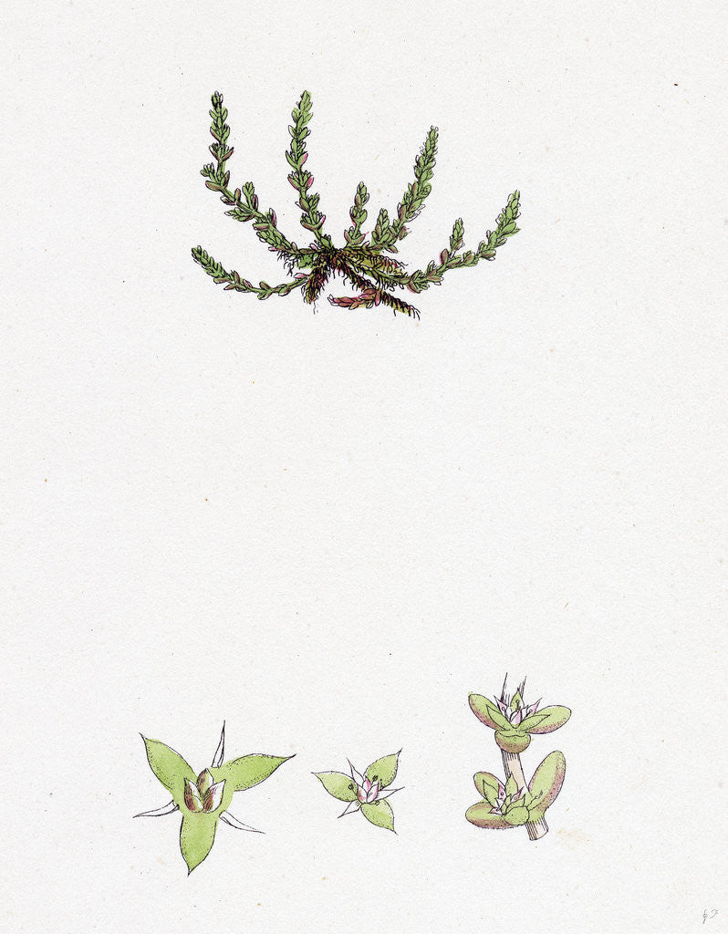 Detail of Tillaea Muscosa Mossy Tillaea by Anonymous