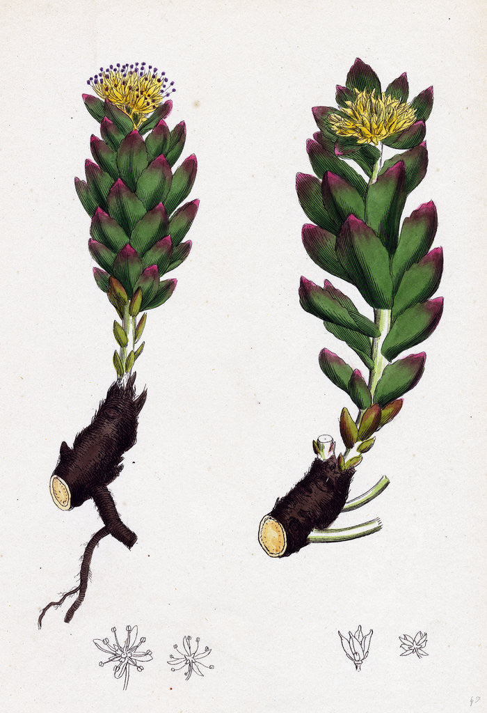 Detail of Sedum Rhodiola Rose-Root by Anonymous