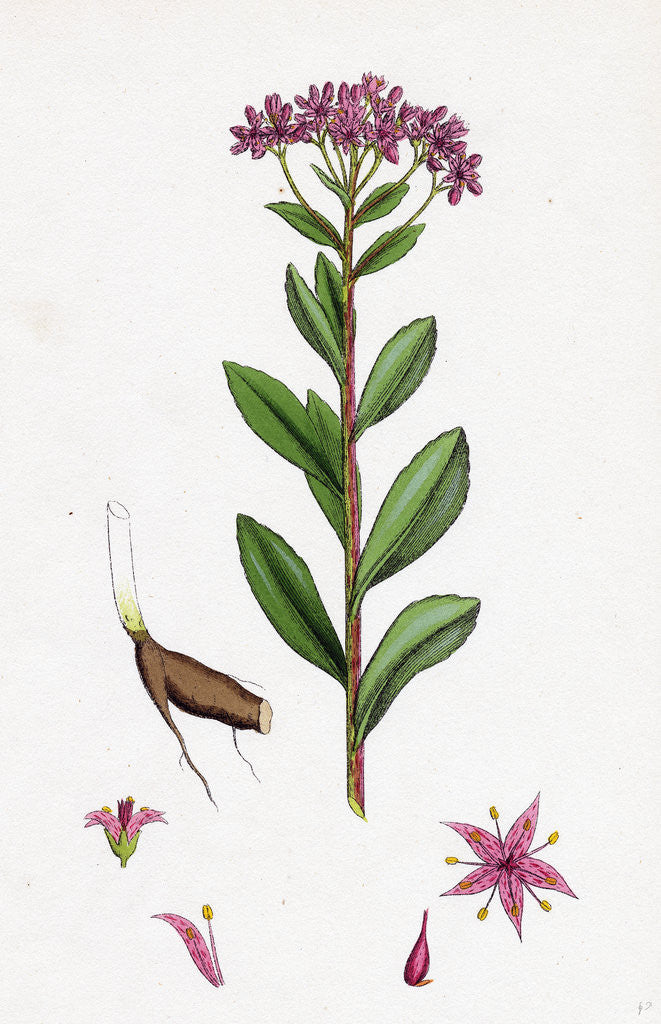 Detail of Sedum Fabaria Narrow-Leaved Orpine by Anonymous