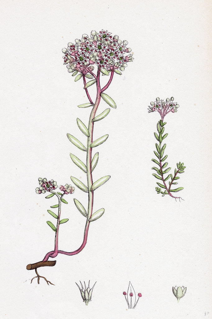 Detail of Sedum Eu-Album Sedum Album and Sedum Micranthum White Stone-Crop by Anonymous