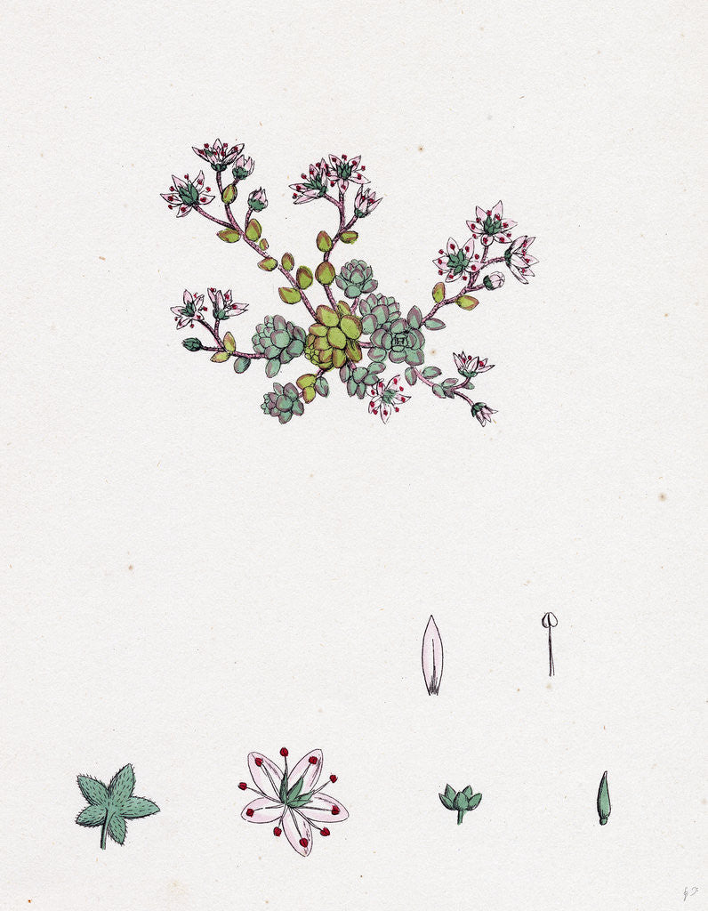 Detail of Sedum Dasyphyllum Thick-Leaved Stone-Crop by Anonymous